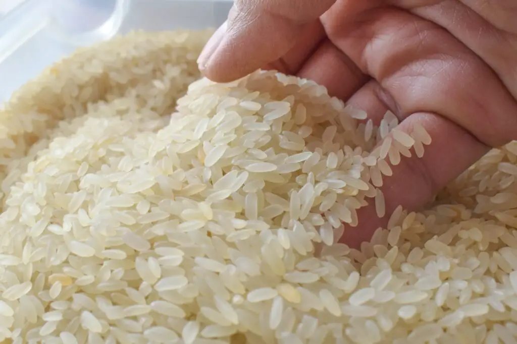 Uncooked rice in hand.