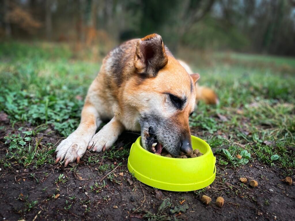 Dog eating